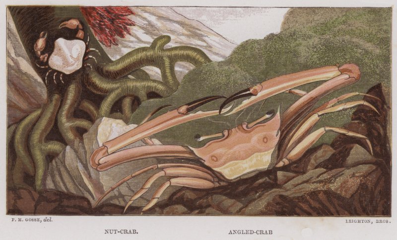 Nut-Crab, Angled-Crab (barva lito) od English School