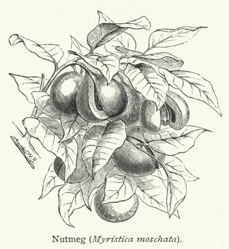Muškátový oříšek (Myristica moschata) (rytina) od English School