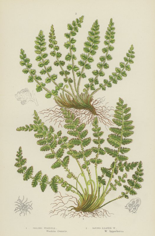 Woodsia podlouhlá, Woodsia okrouhlolistá (barevná litografie) od English School