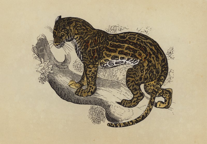 Ocelot (barevná litografie) od English School
