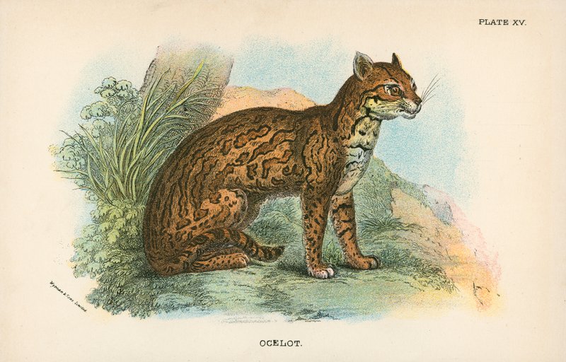 Ocelot od English School