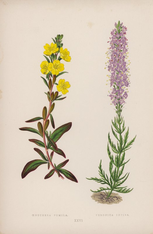 Oenothera Pumila; Veronica Incisa (barevná litografie) od English School