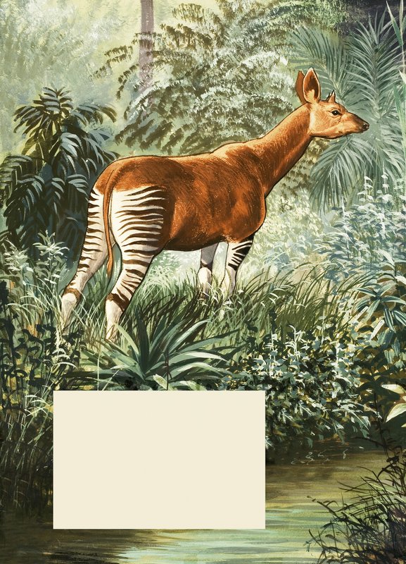 Okapi od English School