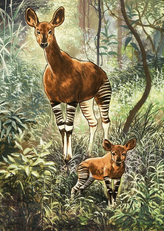 Okapis z Konga od English School