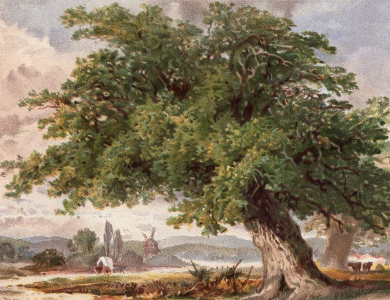 Old Oak by the Wayside, Surrey (barva lito) od English School