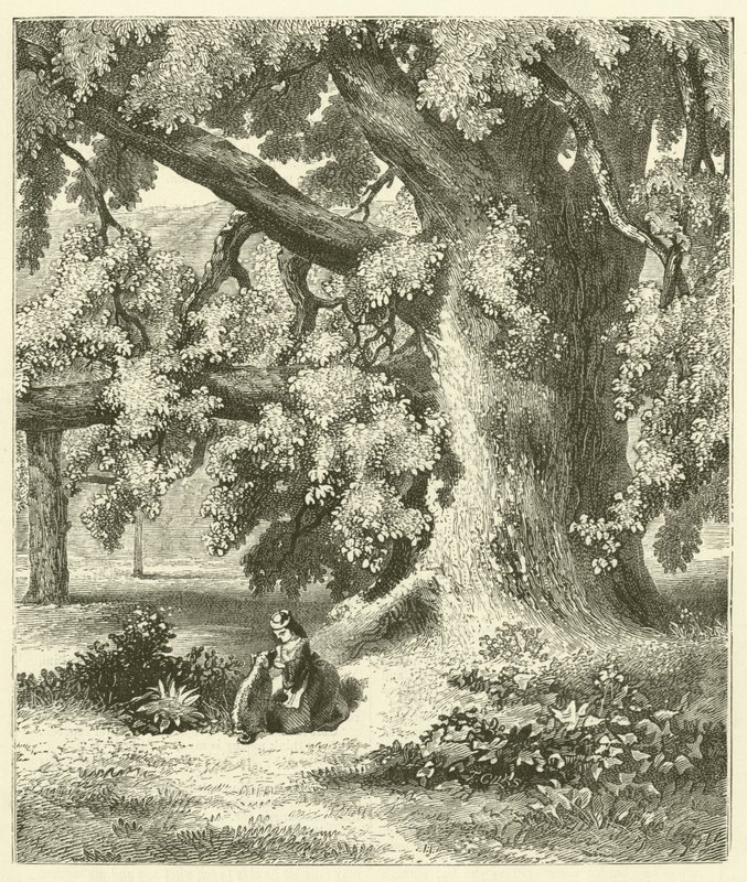 Starý ořešák v Mentmore (rytina) od English School
