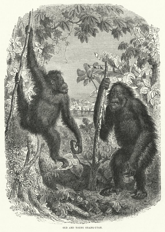 Starý a mladý orangutan (rytina) od English School