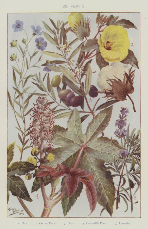 Oli rostliny (barva litho) od English School