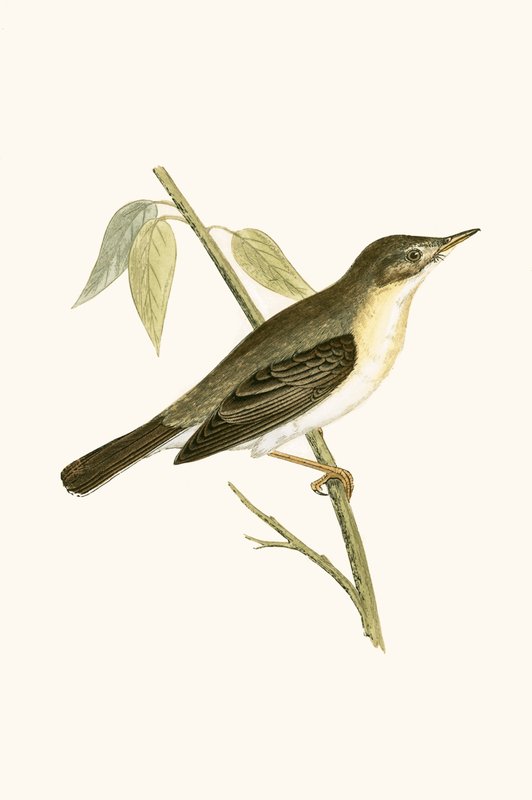 Olivaceous pěnice, ilustrace z „Historie ptáků Evropy nepozorovaných na Britských ostrovech“ od Charlese Roberta Bree (1811-86), vydáno 1867 od English School