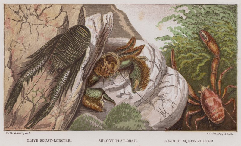 Olivový humr dřepčík, Chlupatý plochý krab, Šarlatový humr dřepčík (barevná litografie) od English School