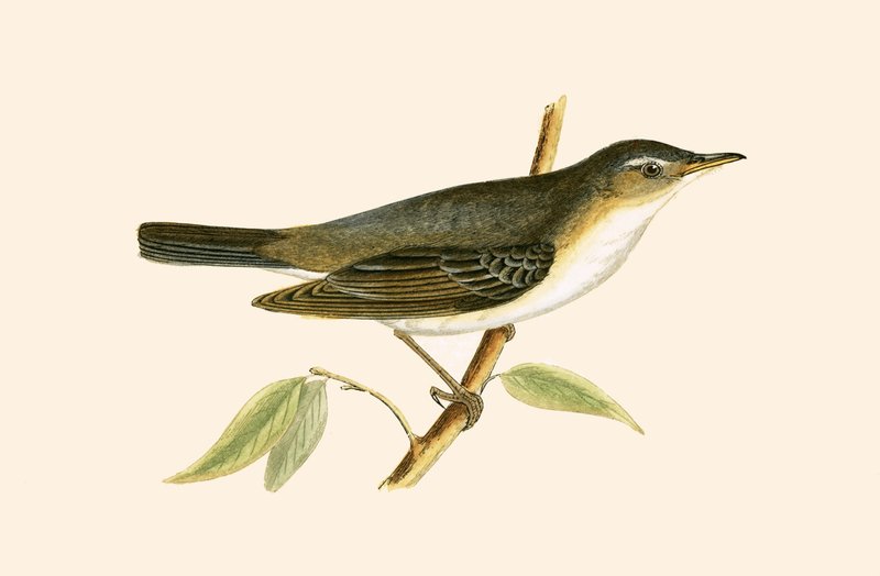 Olive Tree Warbler, ilustrace z knihy „Historie ptáků Evropy nepozorovaných na Britských ostrovech“ od Charlese Roberta Bree (1811-86), vydáno 1867 od English School