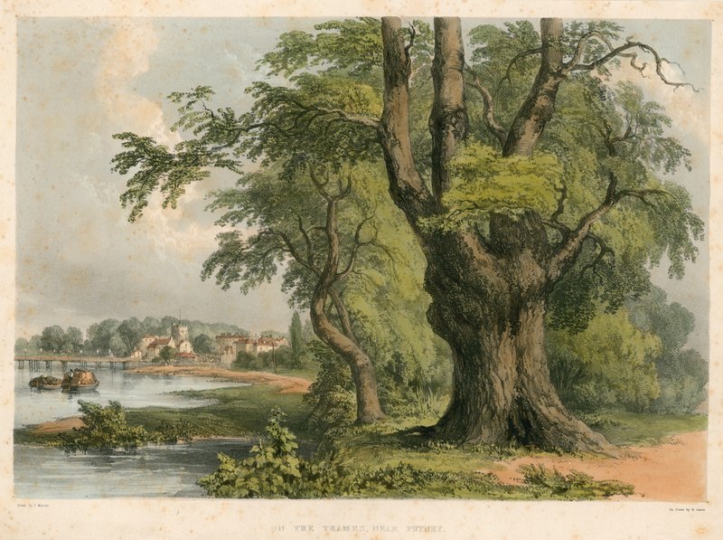 Na řece Temži poblíž Putney v Londýně od English School