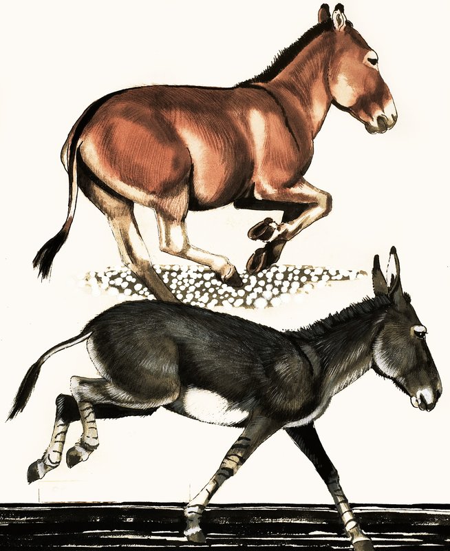 Onager a somálský divoký osel od English School
