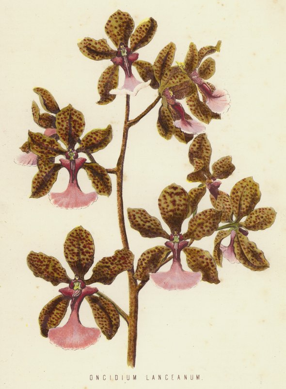 Oncidium Lanceanum (chromolit) od English School