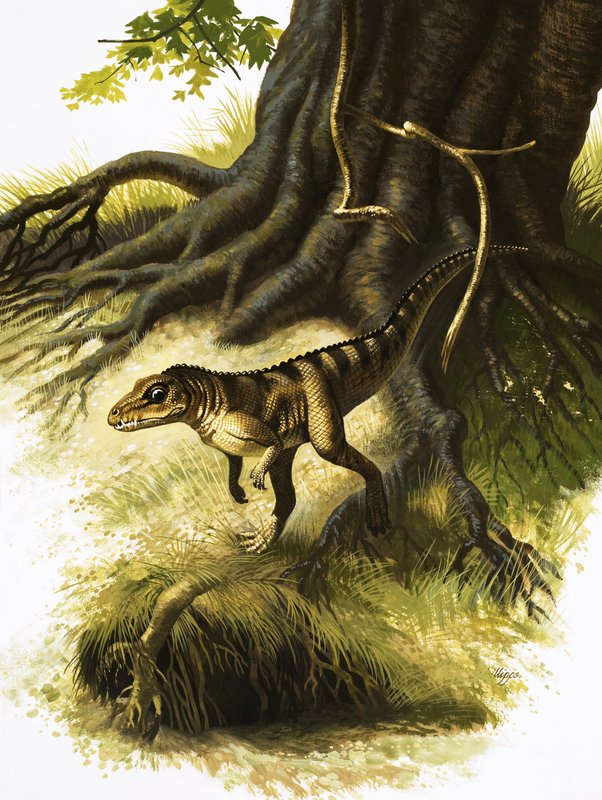 Onithosuchus od English School