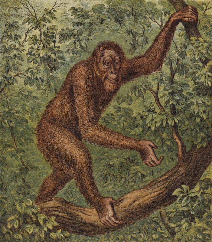 Orang-Outang (barevná litografie) od English School