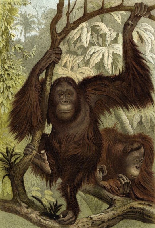 Orangutan od English School
