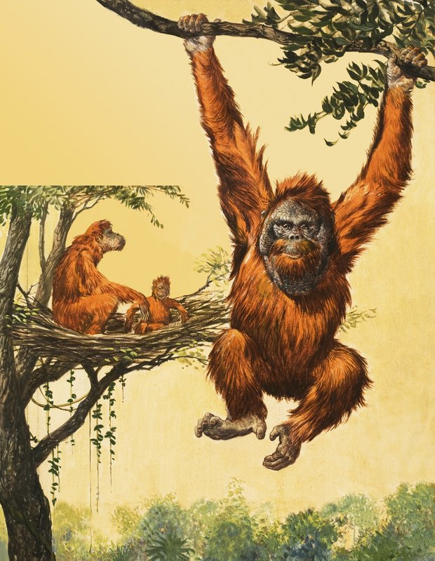 Orangutani od English School