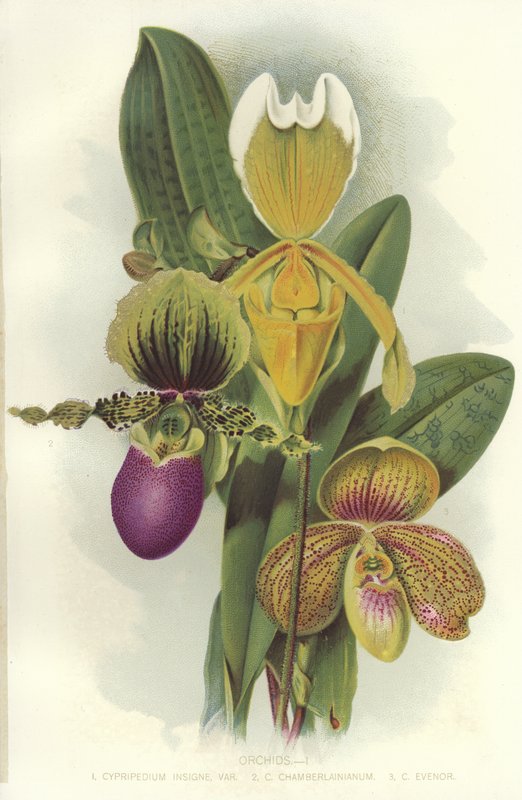 Orchideje od English School