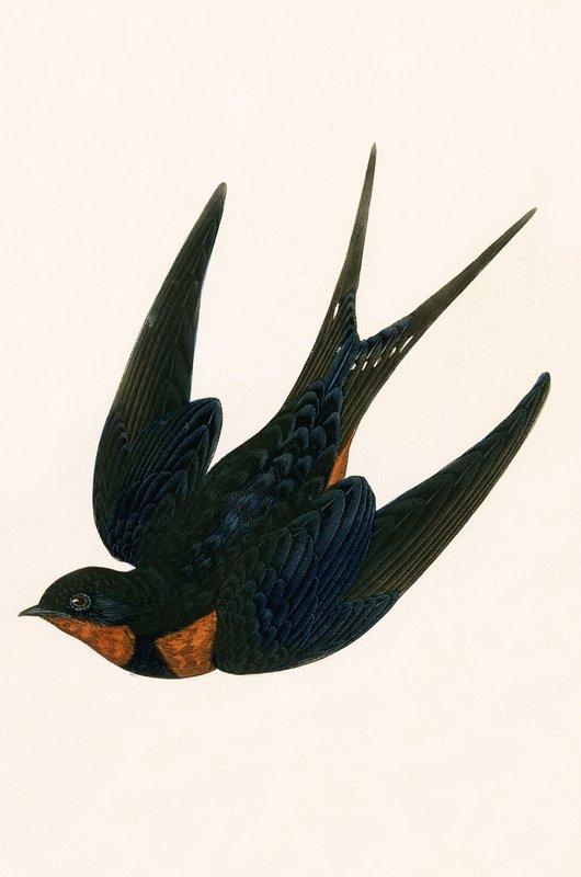 Oriental Chimney Swallow, ilustrace z knihy „Historie ptáků Evropy, která nebyla pozorována na Britských ostrovech“ od Charlese Roberta Bree (1811-86), vydáno 1867 od English School