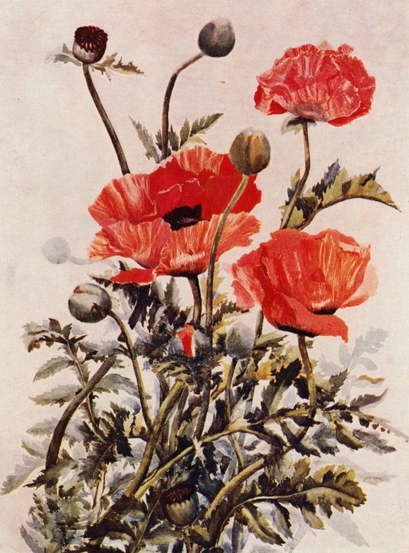 Orientální máky (barevná litografie) od English School