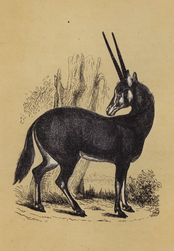 Oryx (barva lito) od English School