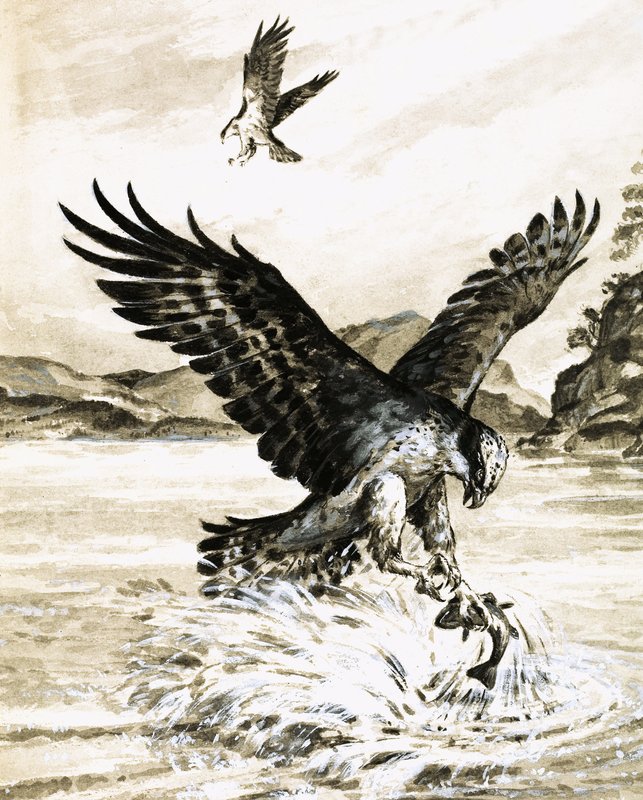 Osprey chytá ryby od English School