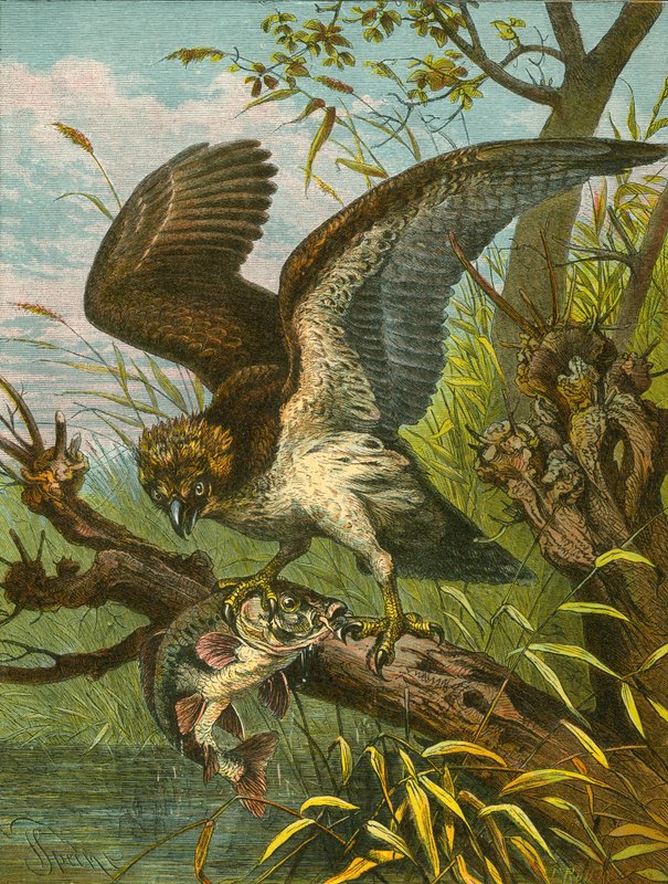 Osprey nebo rybářský jestřáb od English School