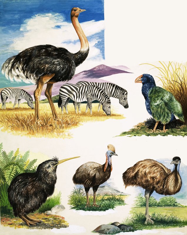 Pštros, Kiwi, Cassowary, Emu a Takahe od English School