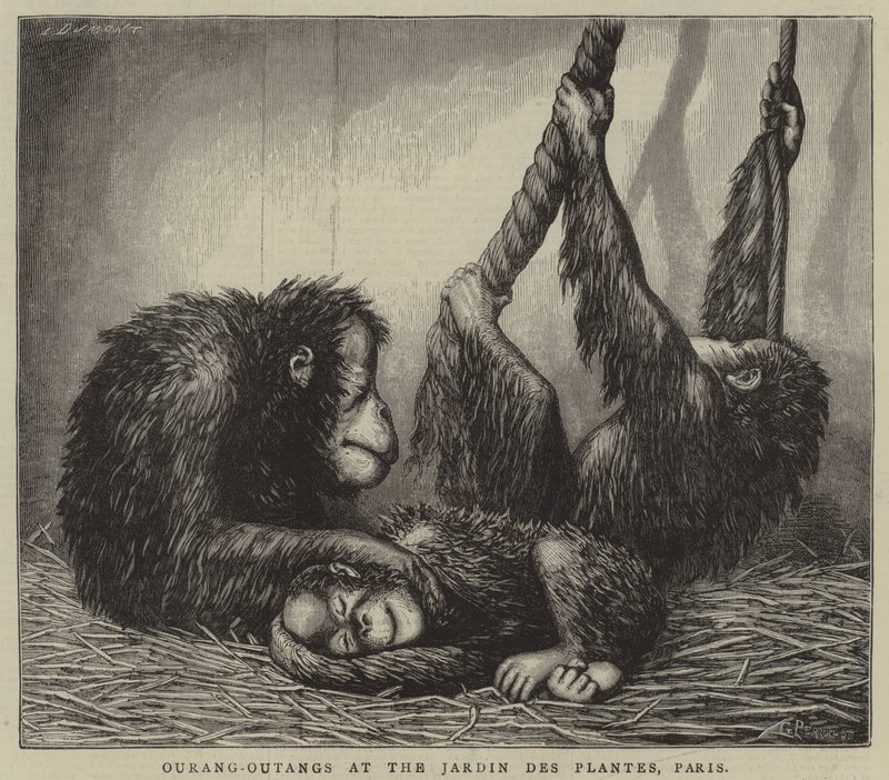 Ourang-Outangy v Jardin des Plantes, Paříž (rytina) od English School