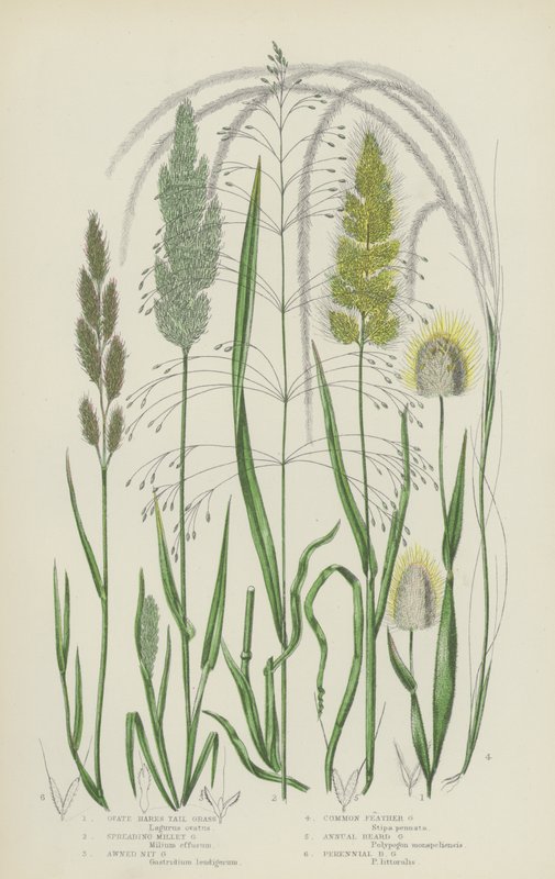 Ovate Hares Tail Grass, Spreading Millet Grass, Awned Nit Grass, Common Feather Grass (barevná litografie) od English School