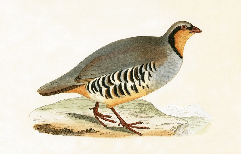 P Graeca, Var, ilustrace z „Historie ptáků Evropy nepozorovaných na Britských ostrovech“ od Charlese Roberta Bree (1811-86), vydáno 1867 od English School