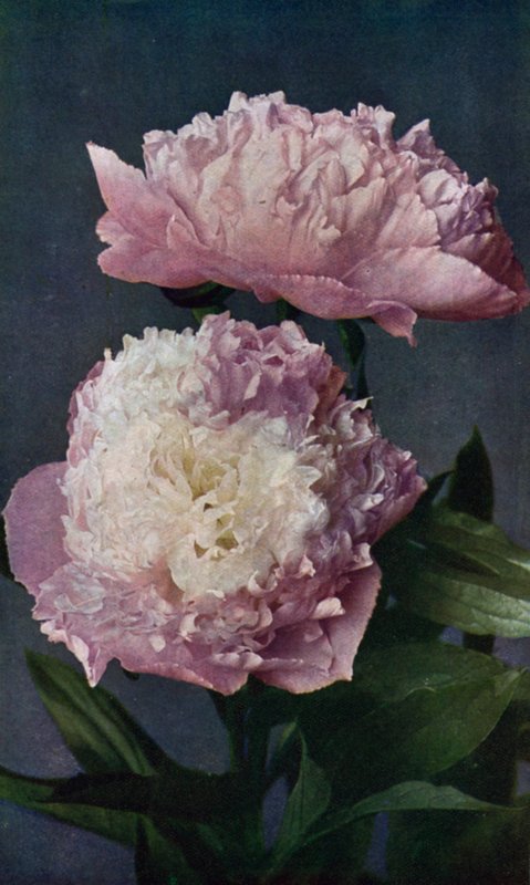 Paeony, Kelwayova paní západu (barevná litografie) od English School