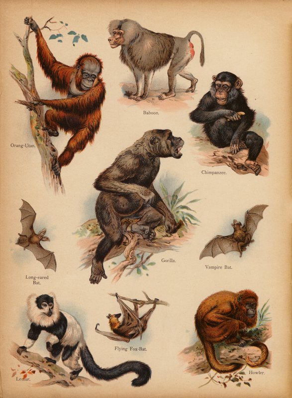 Stránka z The Little Folks’ Picture Natural History, c 1900 (chromolitho) od English School