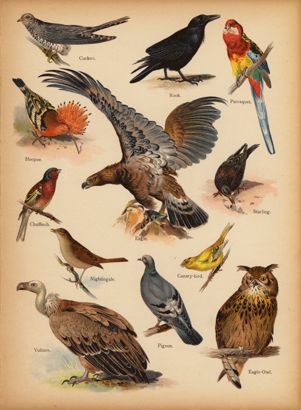 Stránka z The Little Folks’ Picture Natural History, c 1900 (chromolitho) od English School
