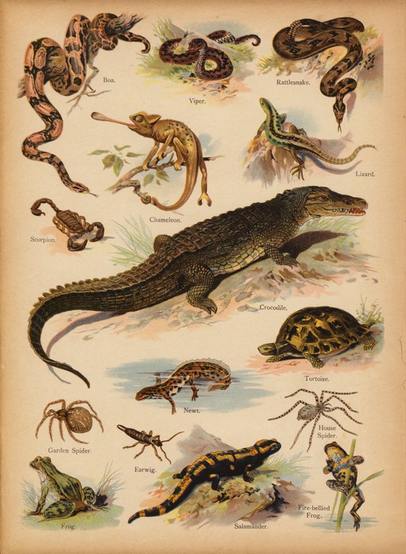 Stránka z The Little Folks’ Picture Natural History, c 1900 (chromolitho) od English School
