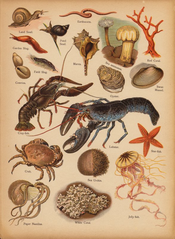 Stránka z The Little Folks’ Picture Natural History, c 1900 (chromolitho) od English School