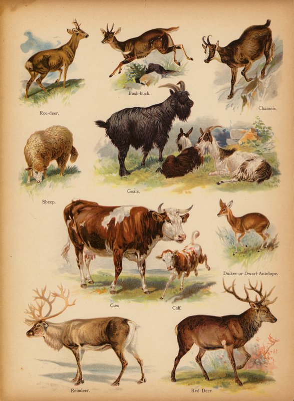 Stránka z The Little Folks’ Picture Natural History, c 1900 (chromolitho) od English School