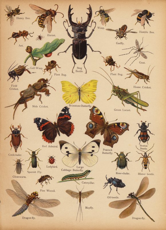 Stránka z The Little Folks’ Picture Natural History, c 1900 (chromolitho) od English School