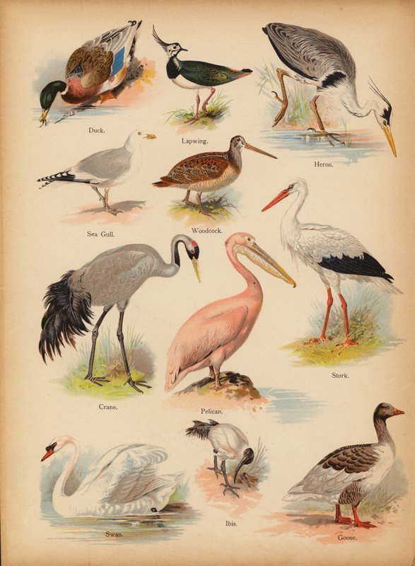 Stránka z The Little Folks’ Picture Natural History, c 1900 (chromolitho) od English School
