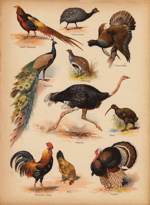 Stránka z The Little Folks’ Picture Natural History, c 1900 (chromolitho) od English School