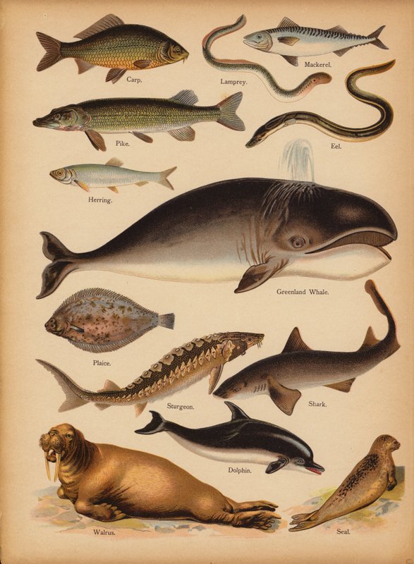 Stránka z The Little Folks’ Picture Natural History, c 1900 (chromolitho) od English School