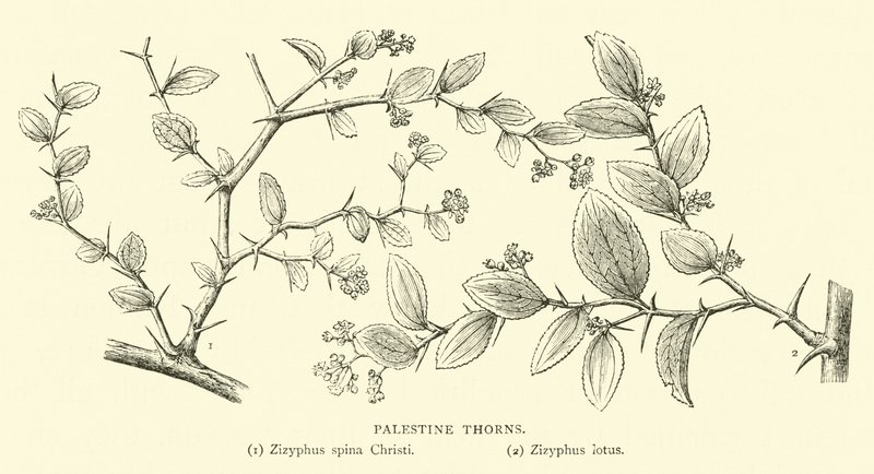 Palestinské trny od English School