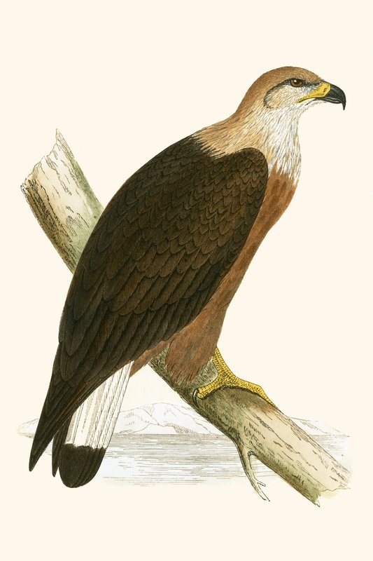 Pallasův orel mořský, ilustrace z knihy „Historie ptáků Evropy, která nebyla pozorována na Britských ostrovech“ od Charlese Roberta Bree (1811-86), vydáno 1867 od English School