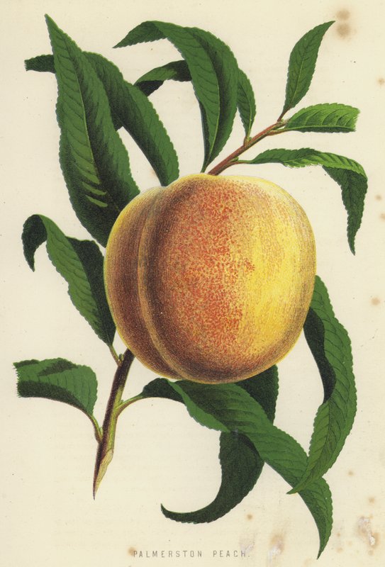 Palmerston Peach od English School
