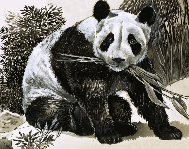 Panda od English School