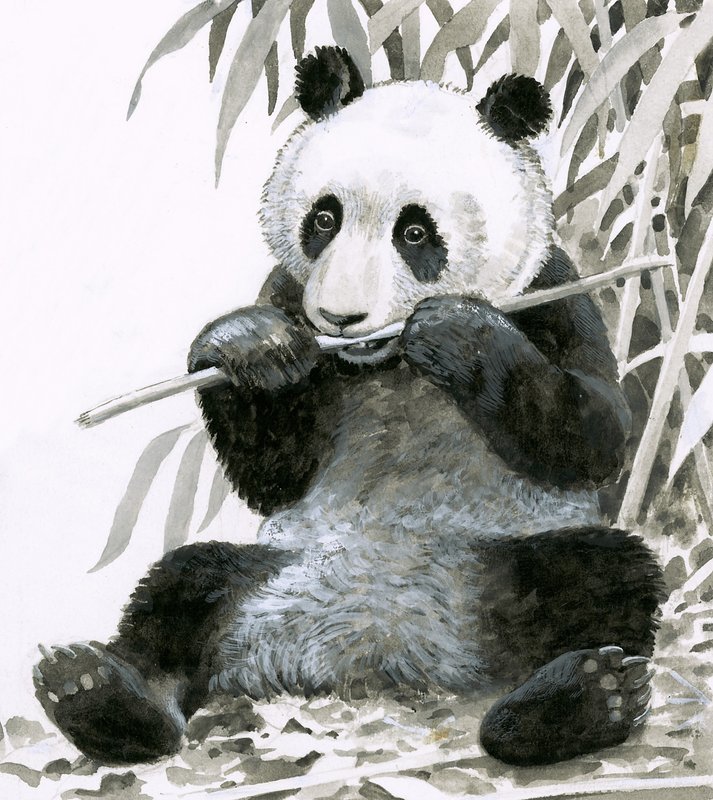 Panda žvýká bambus od English School