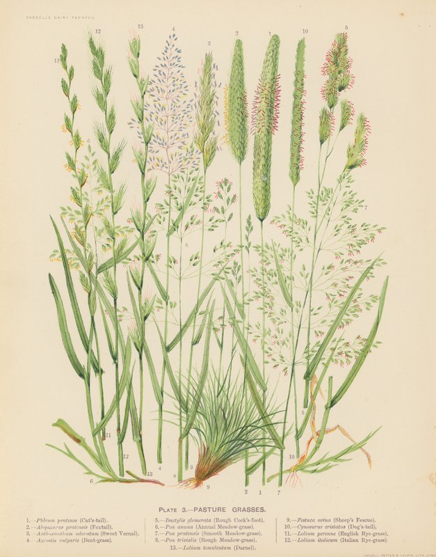 Pastviny (barevná litografie) od English School