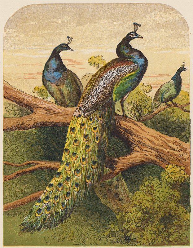 Pávi (barevná litografie) od English School