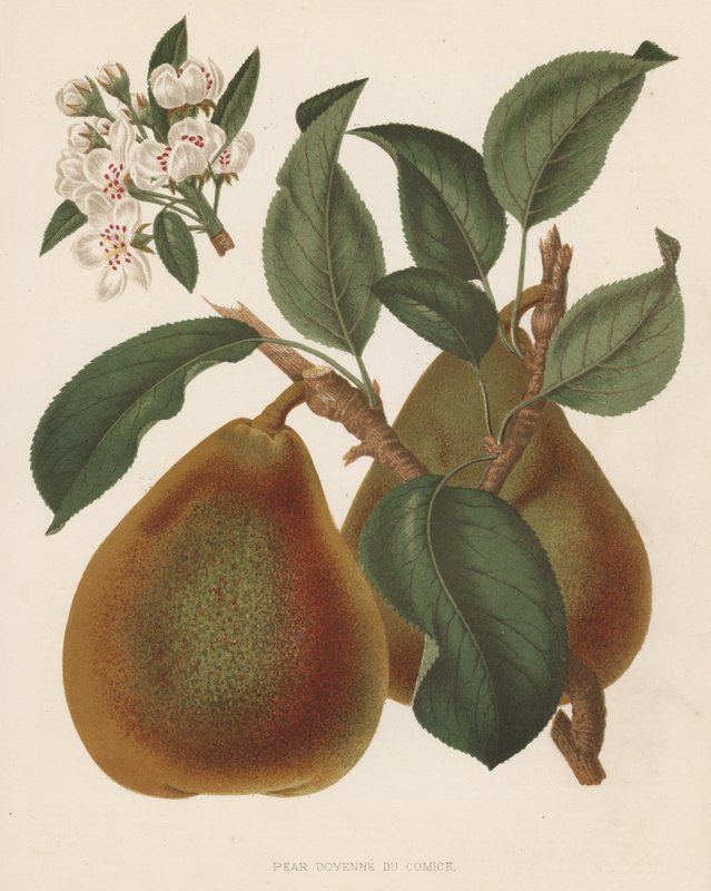 Pear Doyenne du Comice (barevná litografie) od English School